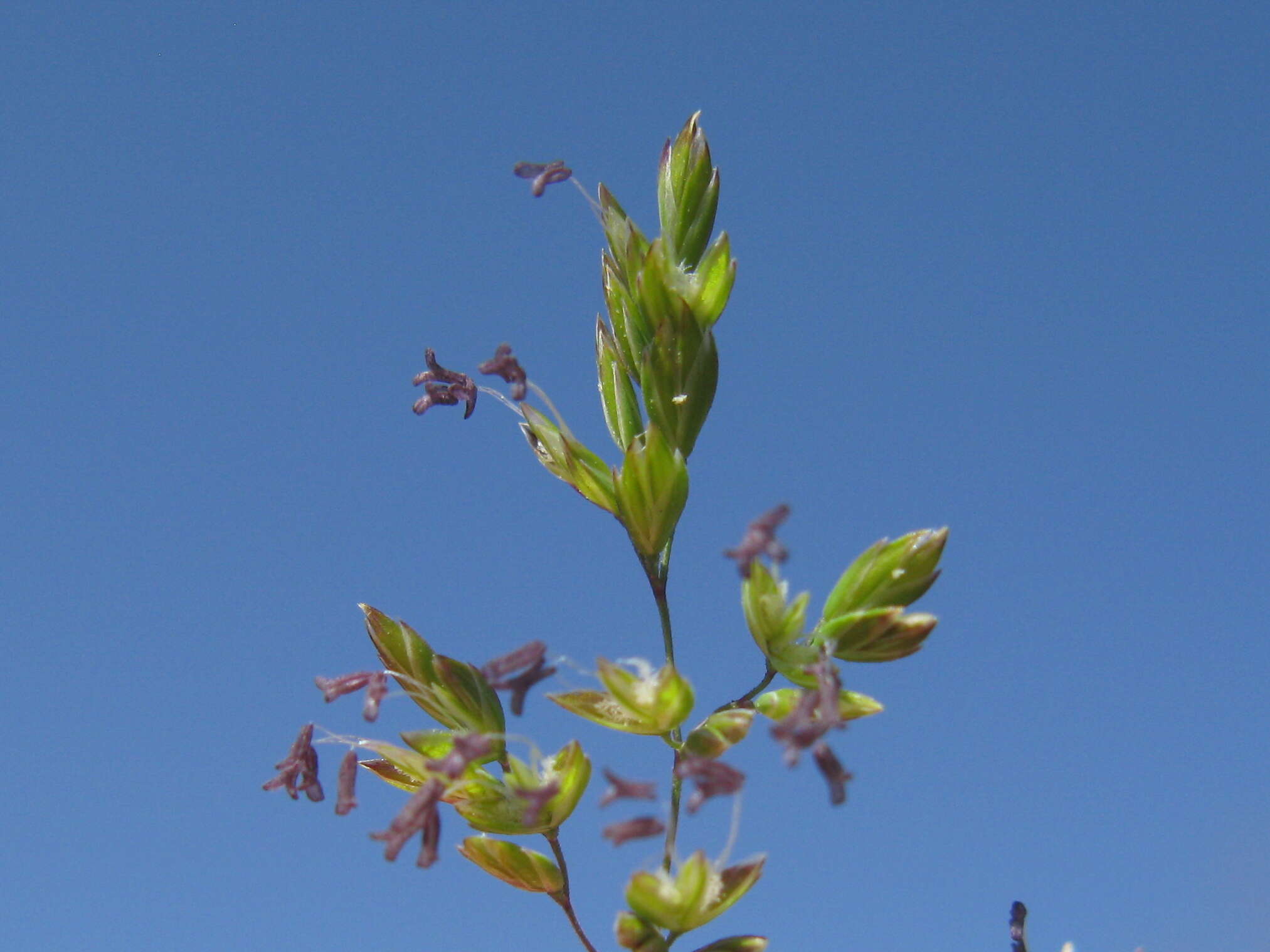 Image of bulbous bluegrass