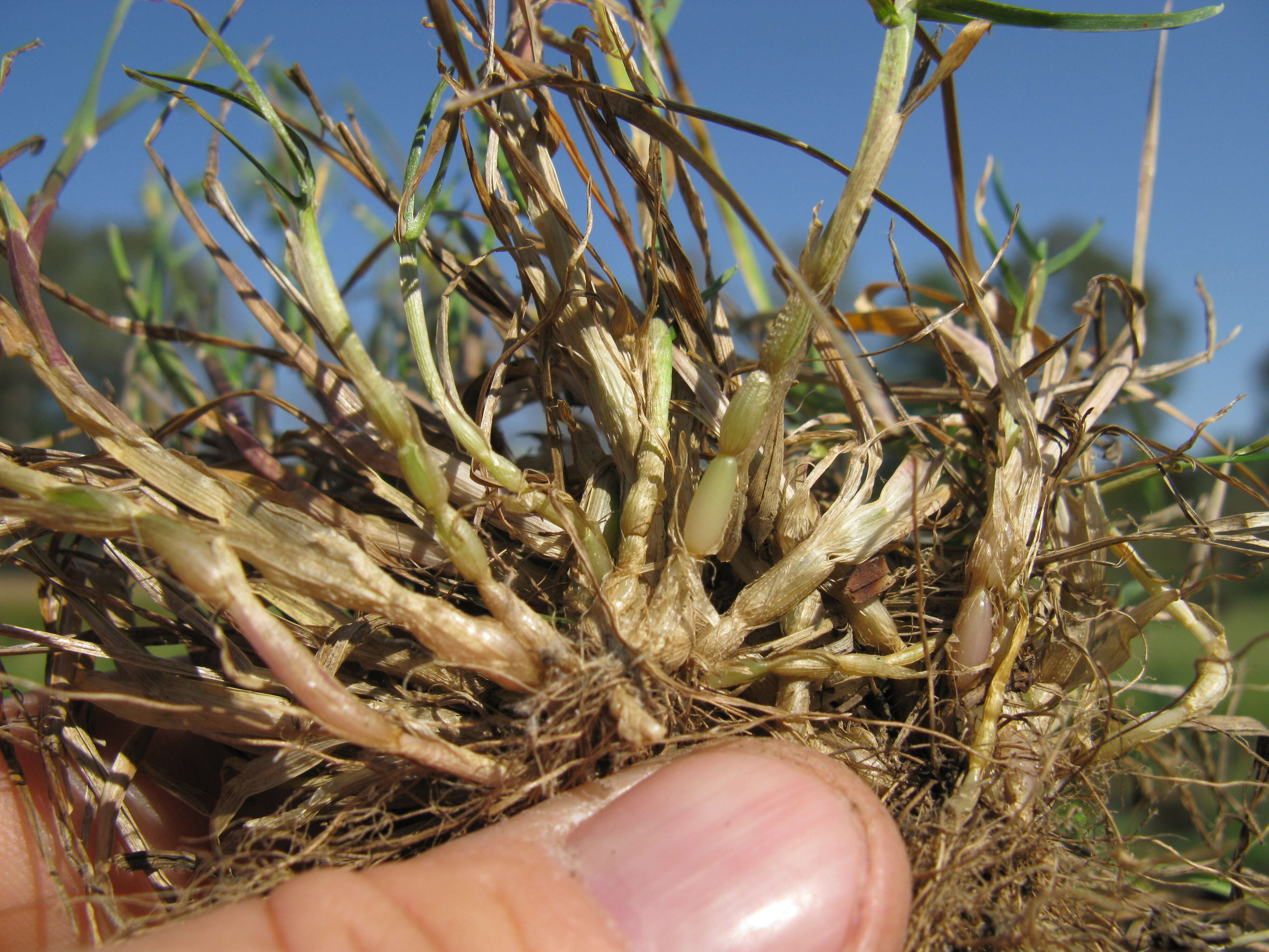 Image of bulbous bluegrass