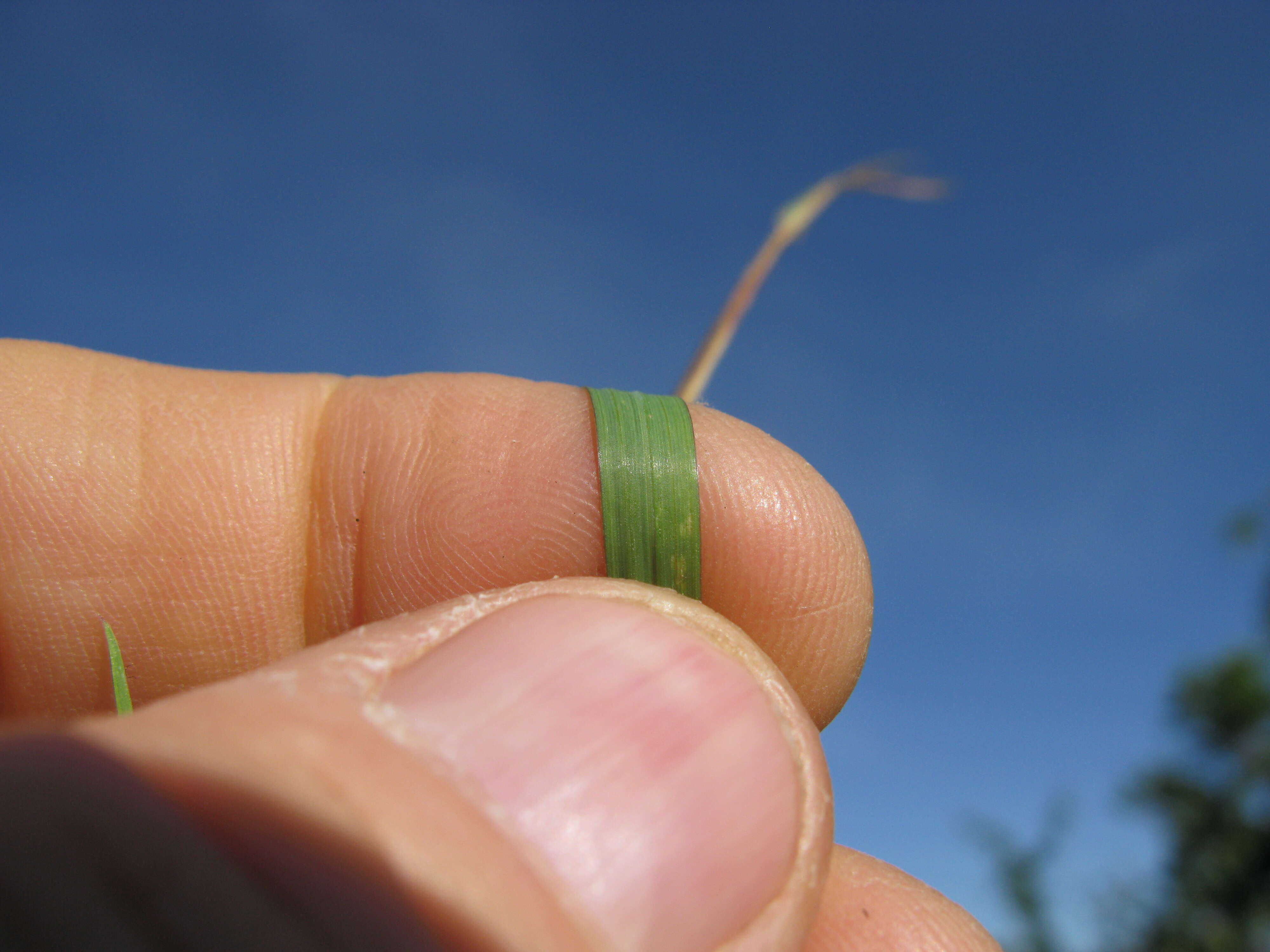 Imagem de Poa bulbosa L.