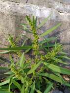 Imagem de Rumex rossicus Murb.