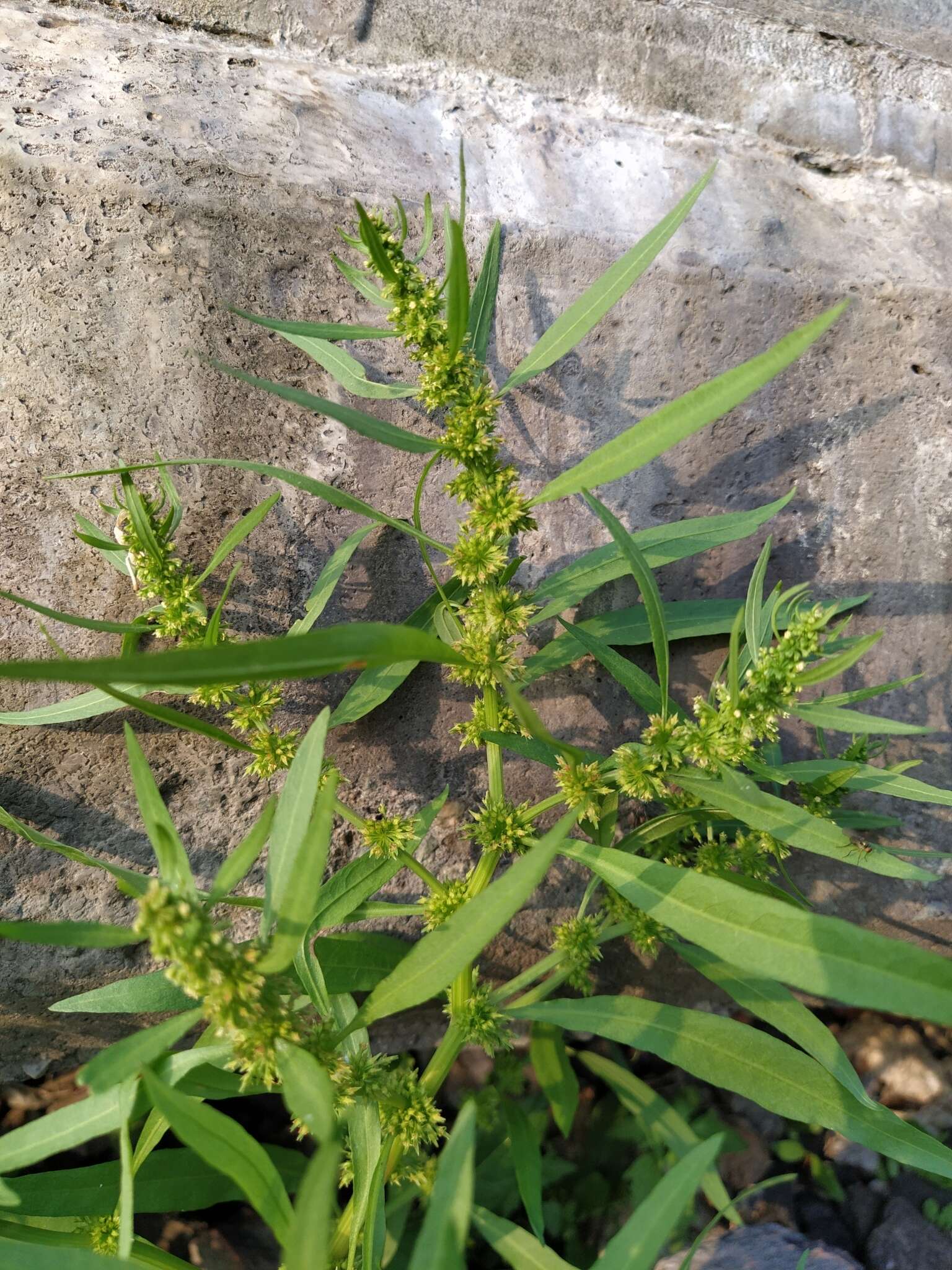 Imagem de Rumex rossicus Murb.