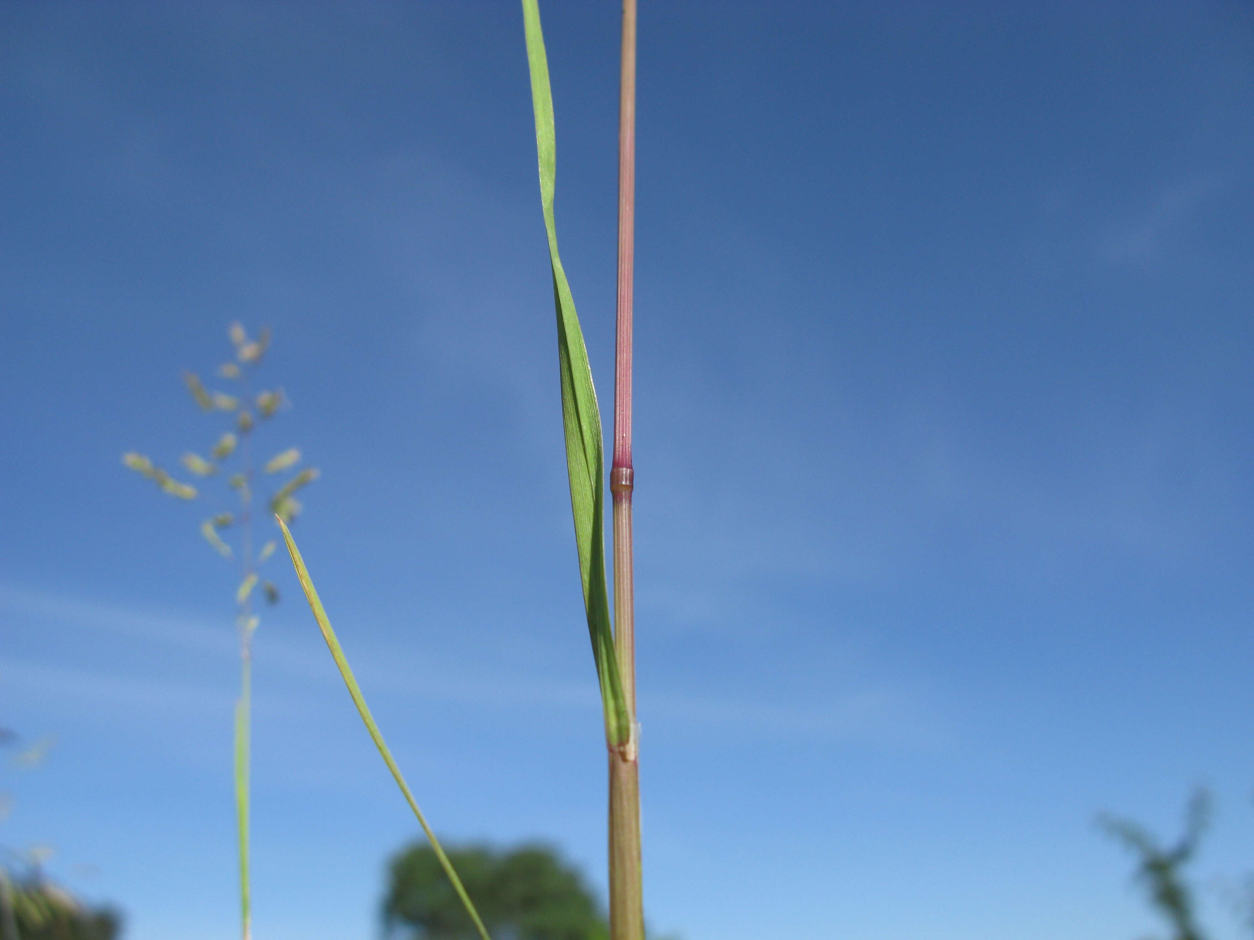 Imagem de Poa bulbosa L.