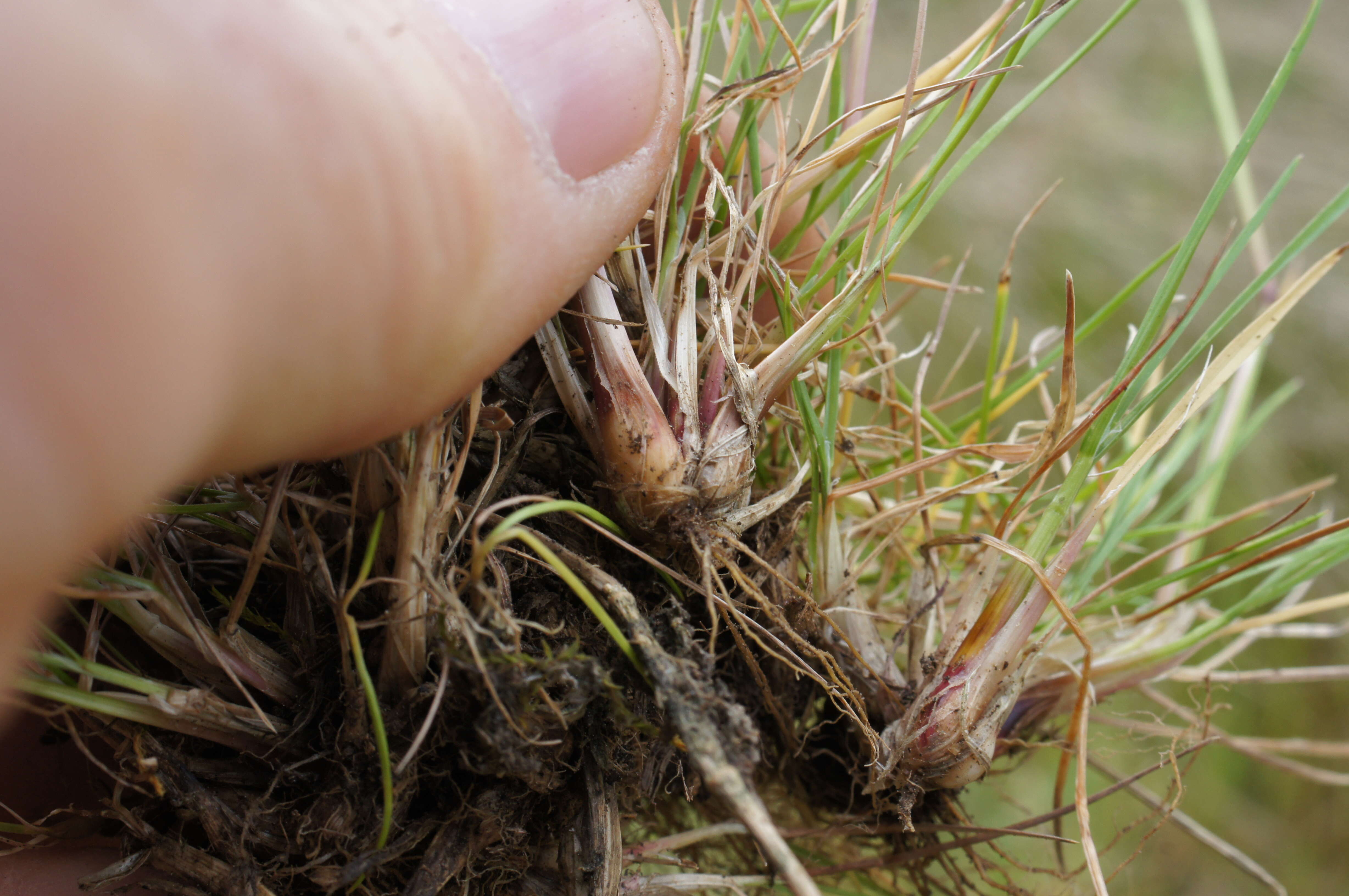 Imagem de Poa bulbosa L.