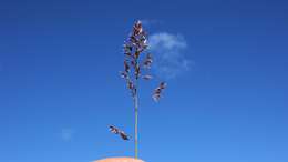 Image of Smooth Meadow-grass