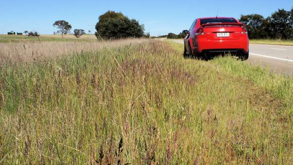 Image of Smooth Meadow-grass