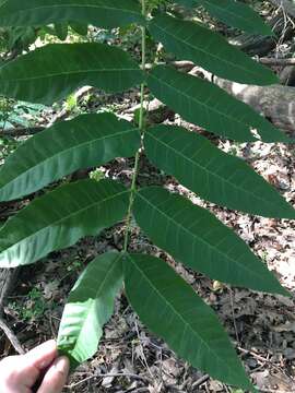 Image of Toona sinensis (A. Juss.) M. Roem.