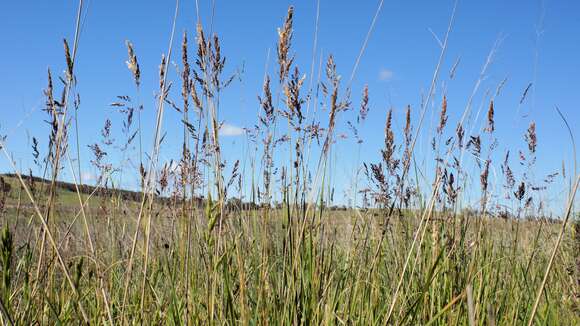 Image of Smooth Meadow-grass