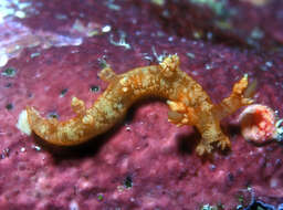 Image of Bornella johnsonorum Pola, Rudman & Gosliner 2009