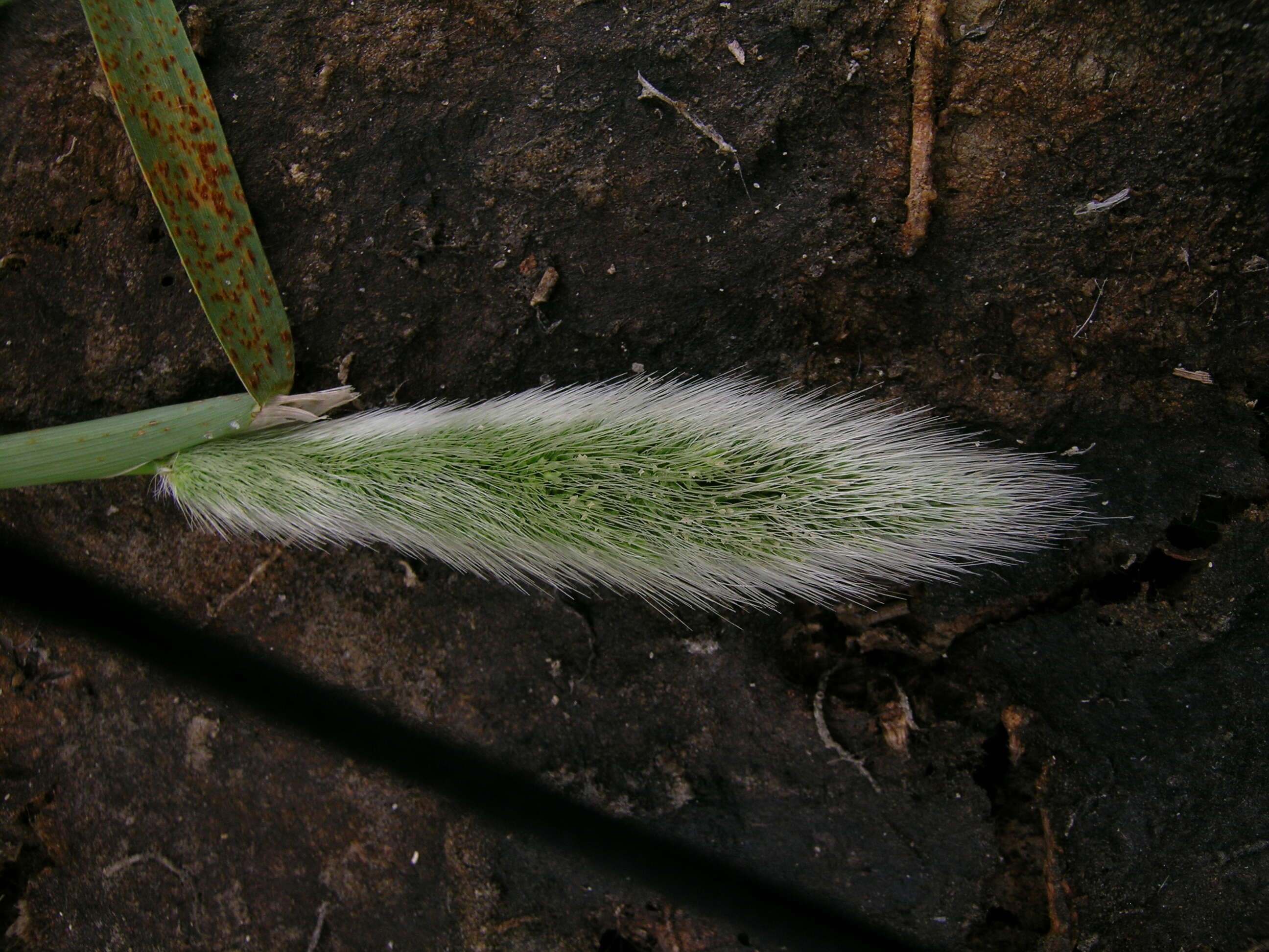 Image de Polypogon de Montpellier