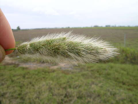 Imagem de Polypogon monspeliensis (L.) Desf.