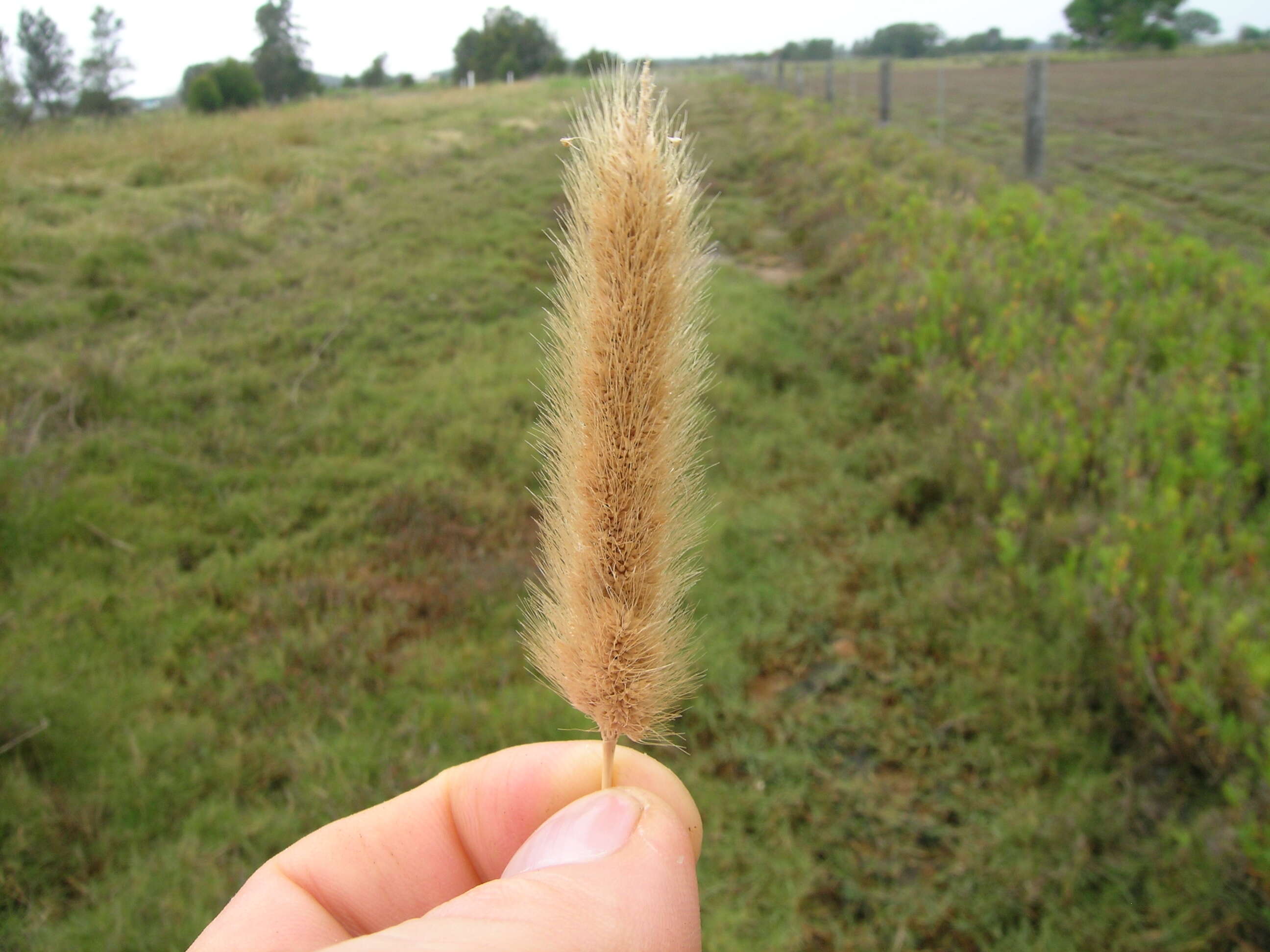 Image de Polypogon de Montpellier