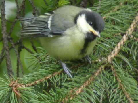 Image of Parus major major Linnaeus 1758