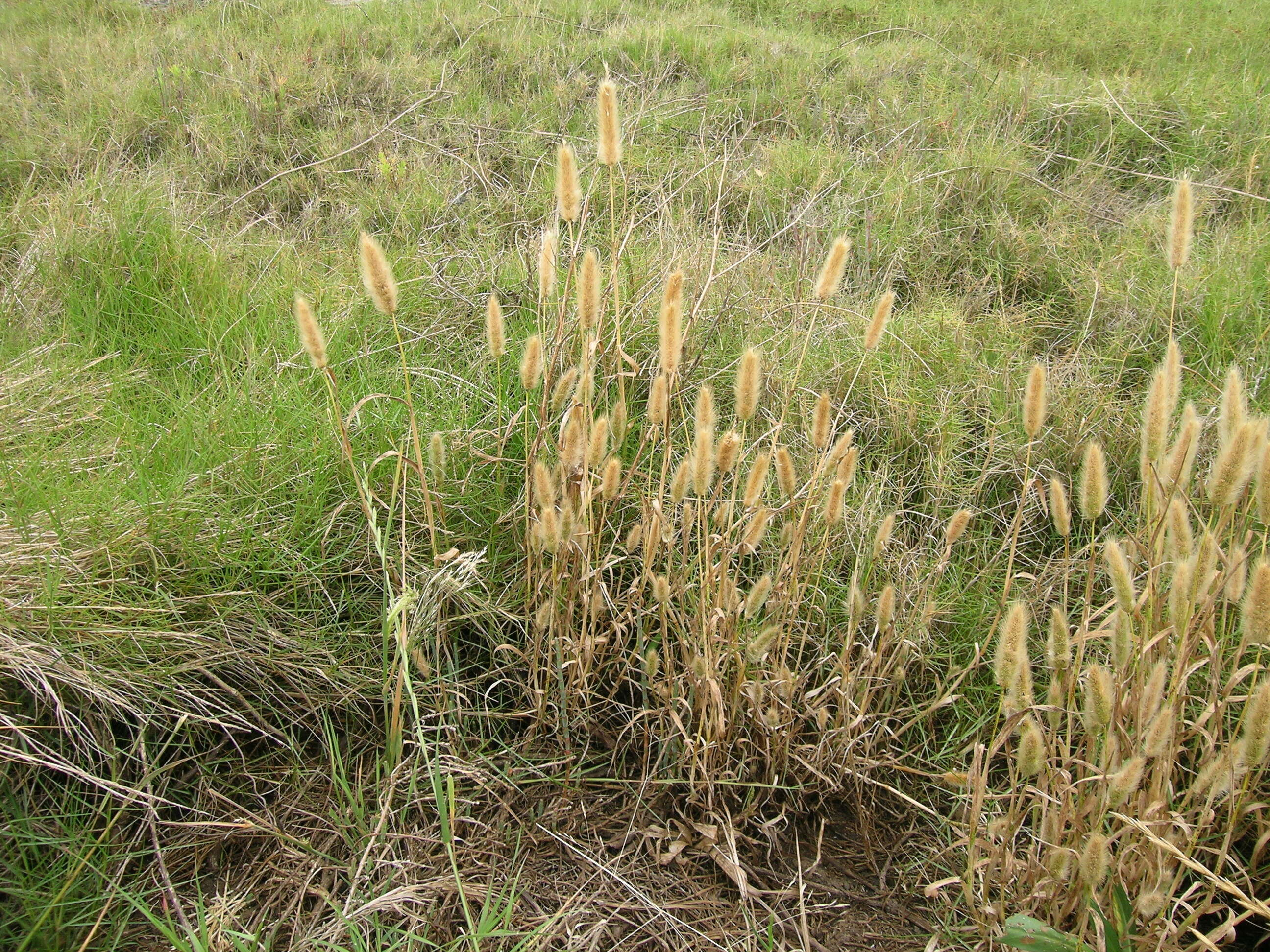 Imagem de Polypogon monspeliensis (L.) Desf.