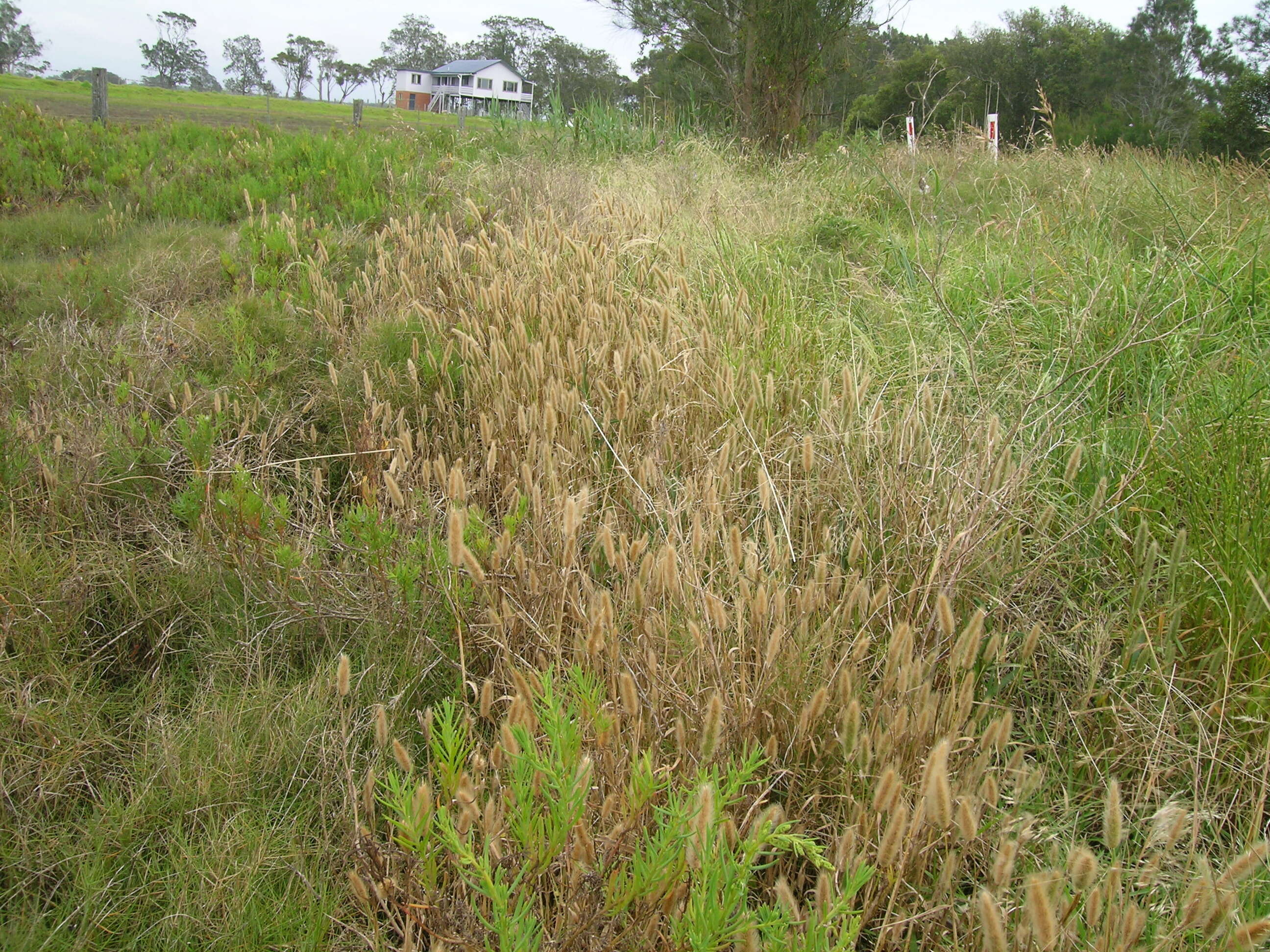 Image de Polypogon de Montpellier