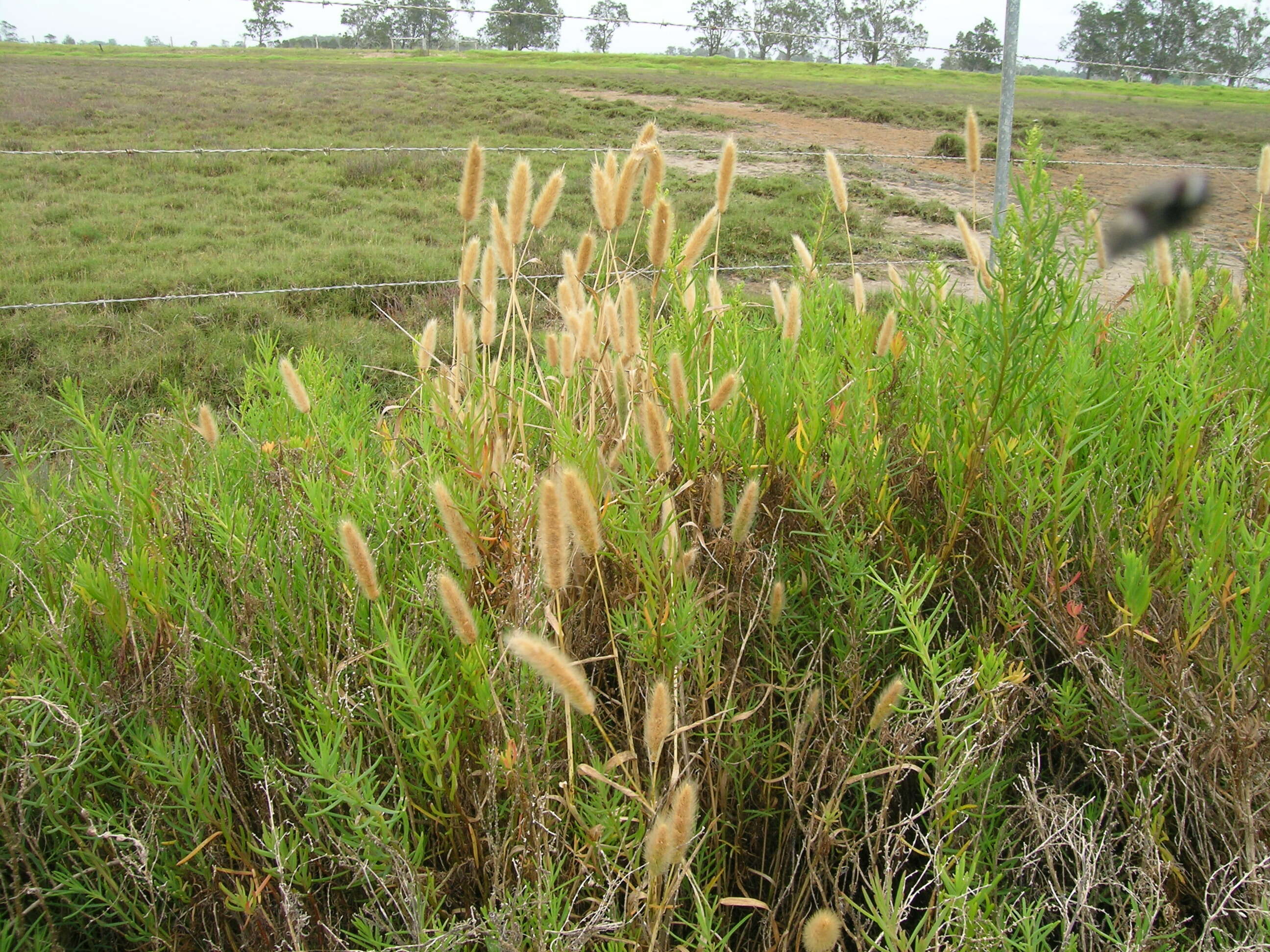 Image de Polypogon de Montpellier