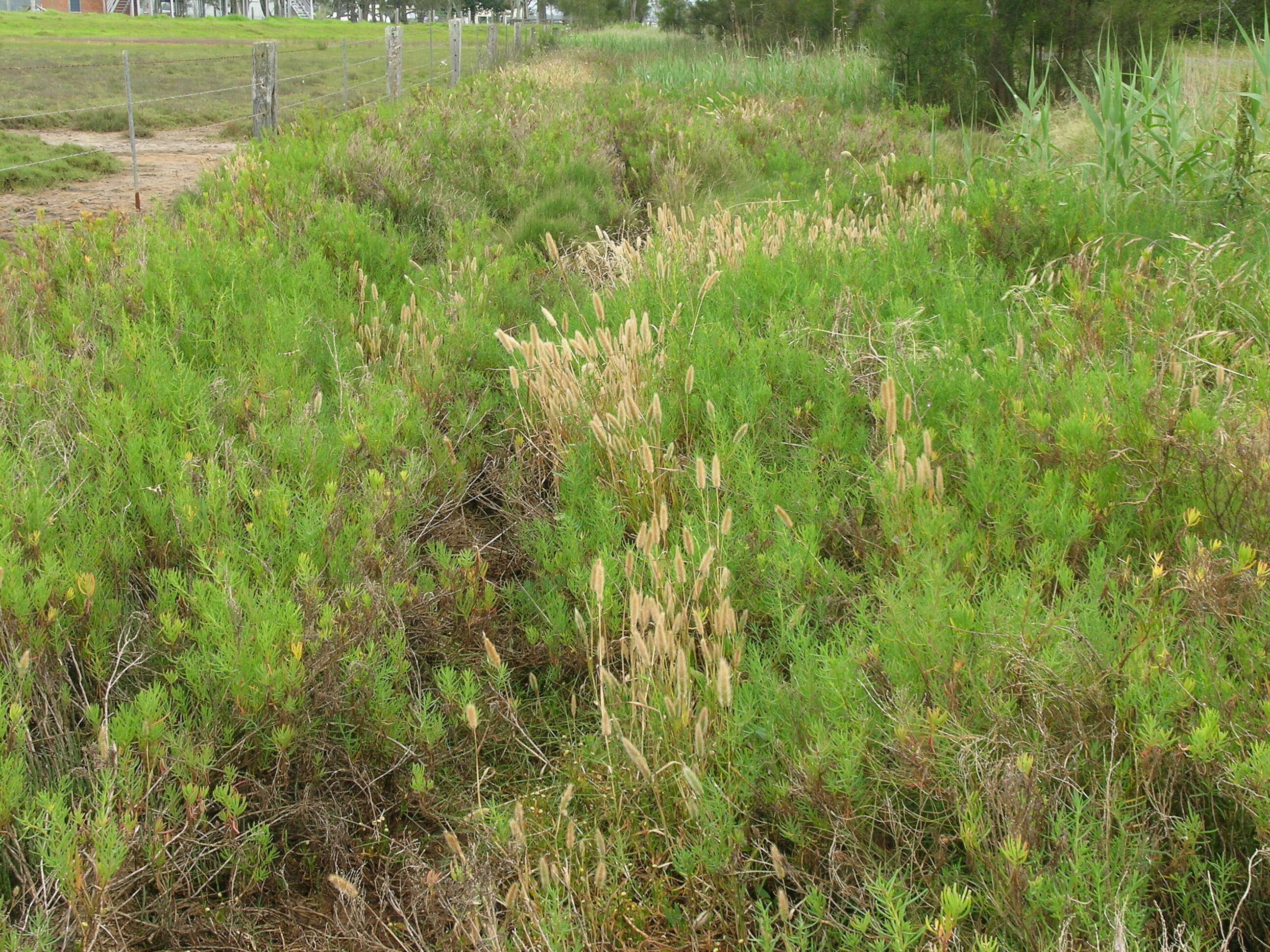 Imagem de Polypogon monspeliensis (L.) Desf.