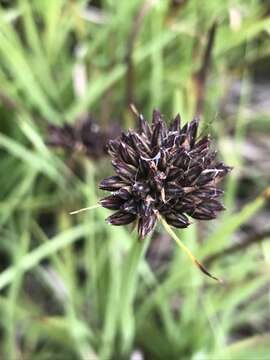 Слика од Juncus falcatus subsp. falcatus