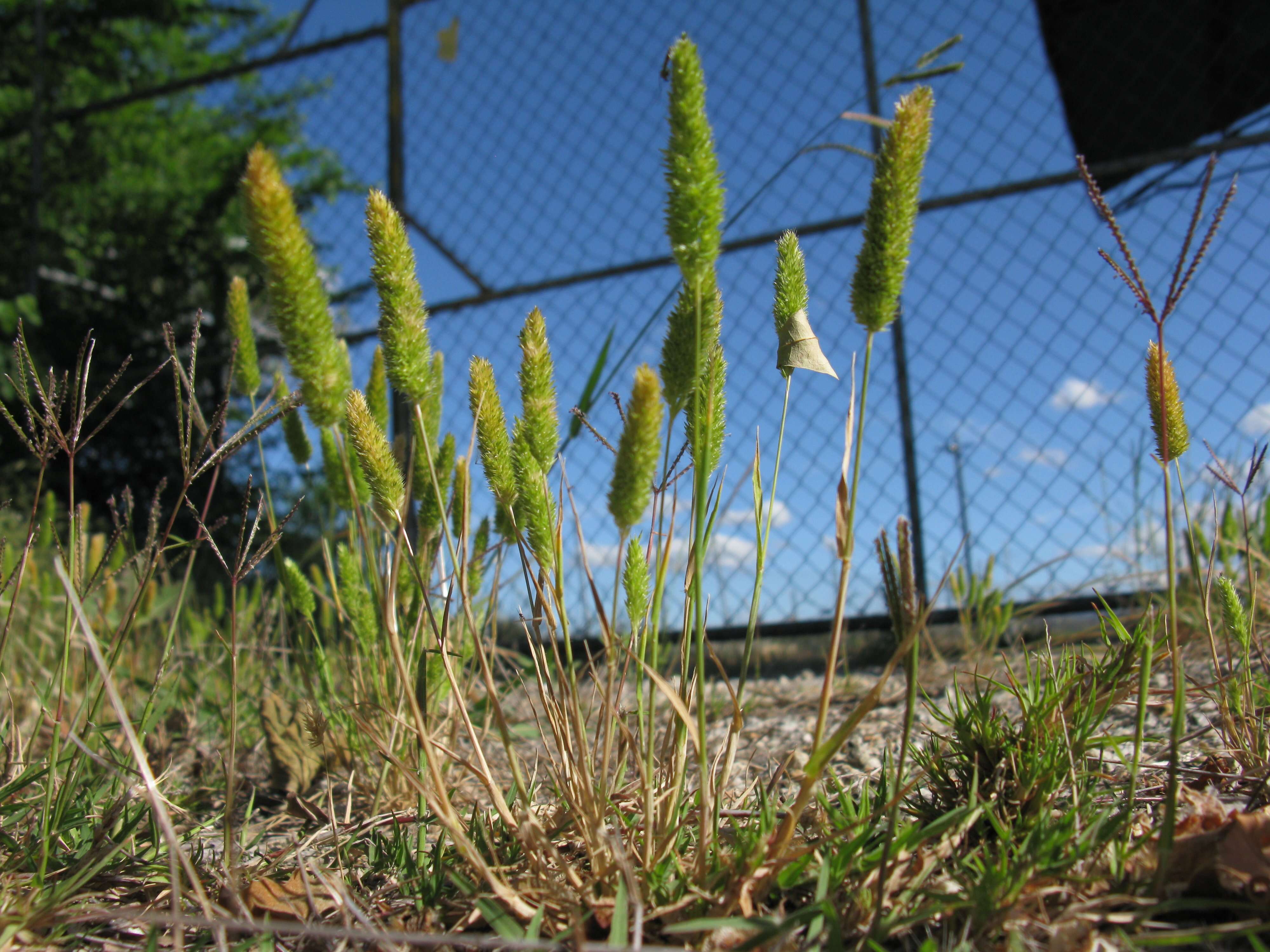 Image of Mediterranean hairgrass