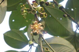 Imagem de Bellucia grossularioides (L.) Triana
