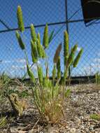 Image of Mediterranean hairgrass