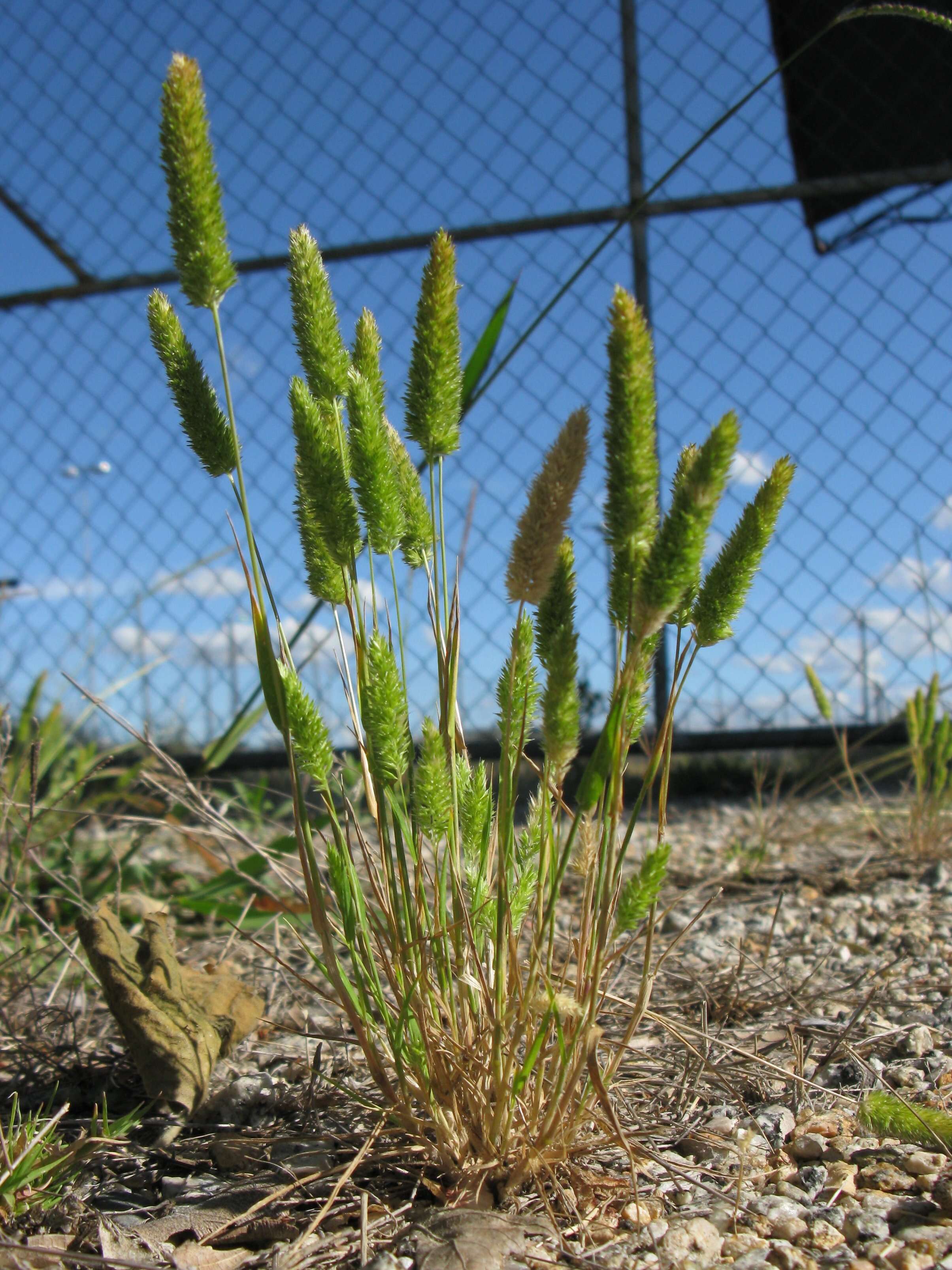 Image of Mediterranean hairgrass