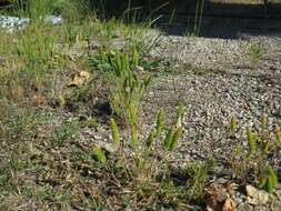 Image of Mediterranean hairgrass