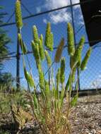 Image of Mediterranean hairgrass