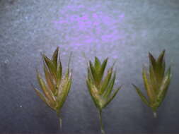 Image of Mediterranean hairgrass
