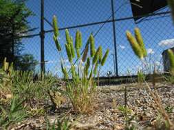 Image of Mediterranean hairgrass