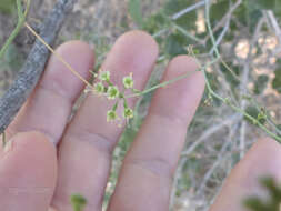 Image of Commicarpus scandens (L.) Standl.