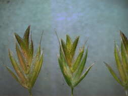 Image of Mediterranean hairgrass