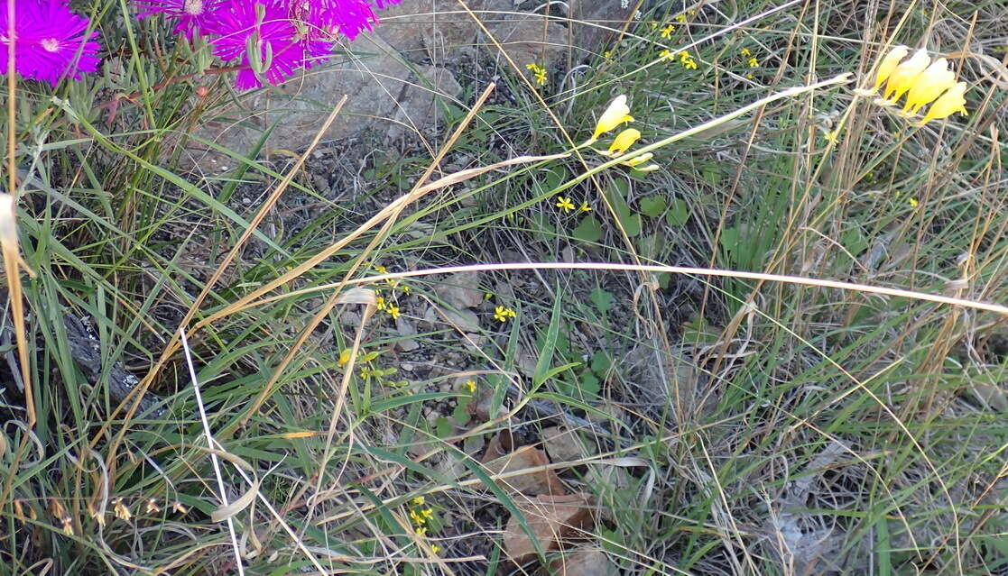 Image of common freesia