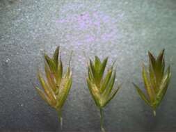 Image of Mediterranean hairgrass