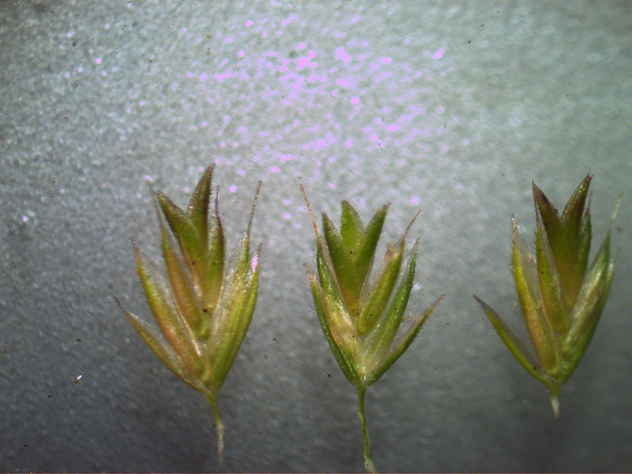 Image of Mediterranean hairgrass