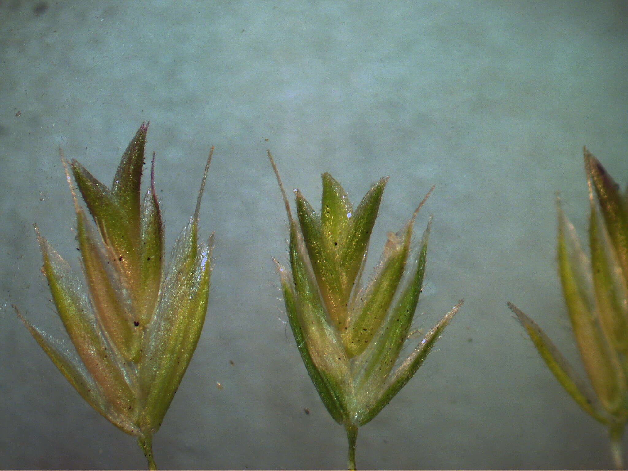 Image of Mediterranean hairgrass