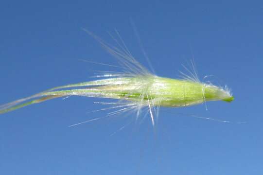 صورة Rytidosperma caespitosum (Gaudich.) Connor & Edgar