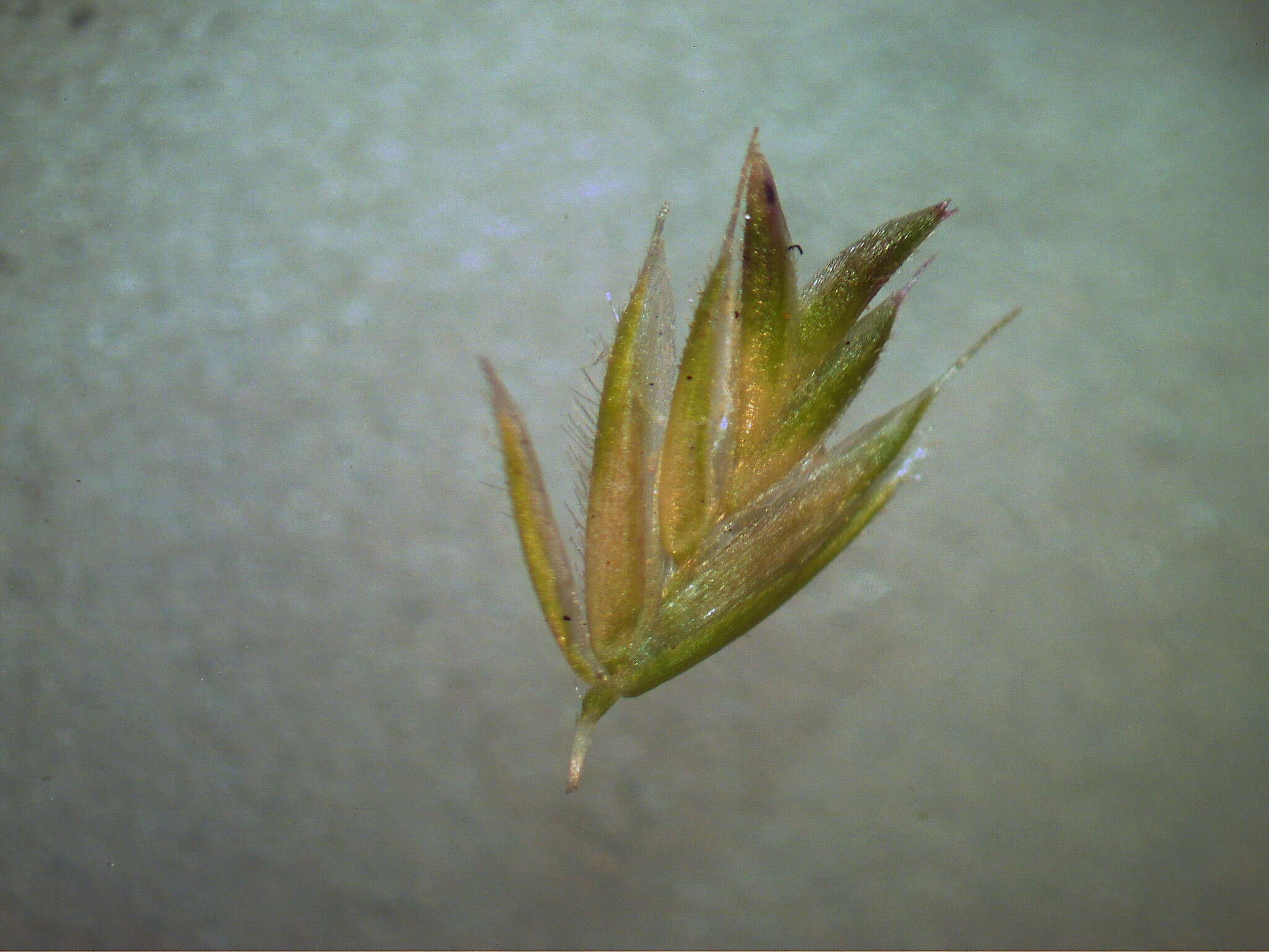 Image of Mediterranean hairgrass