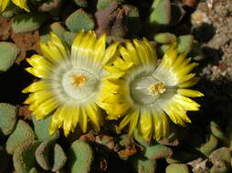 Image of Aloinopsis loganii (L. Bol.) L. Bol.