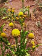 Image of Helenium aromaticum (Hook.) L. H. Bailey