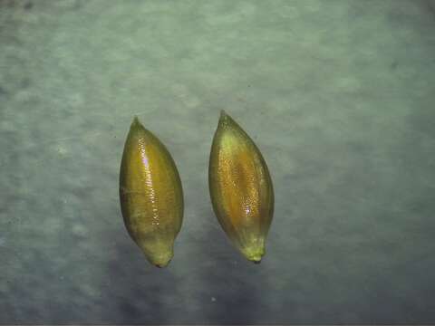 Image de Setaria palmifolia (J. Koenig) Stapf