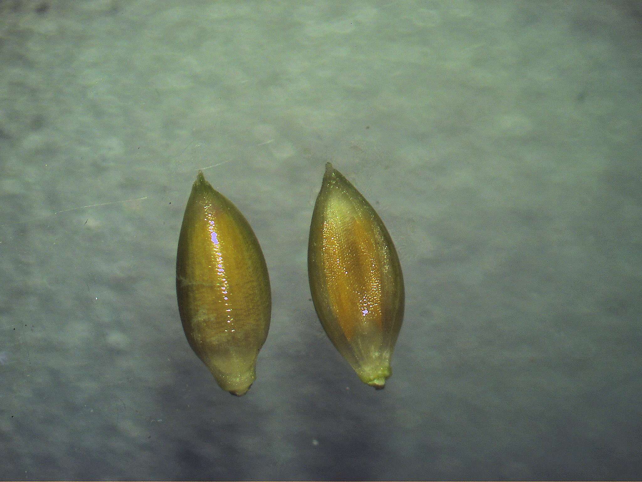 Image of bigleaf bristlegrass