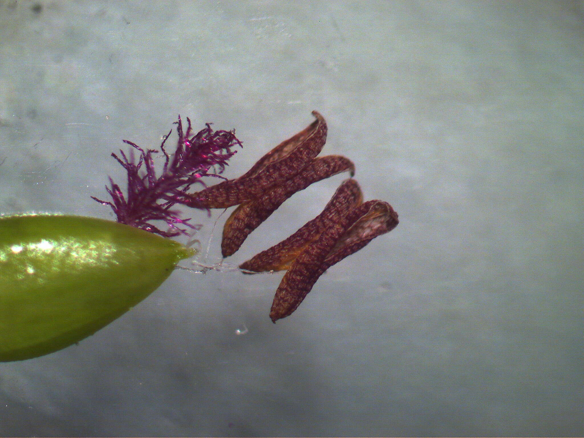 Image of bigleaf bristlegrass