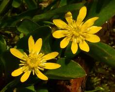 Image of plantainleaf buttercup