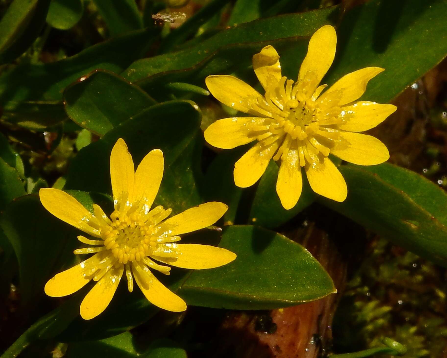 Imagem de Ranunculus alismifolius Geyer ex Benth.