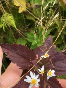 Image of mountain aster