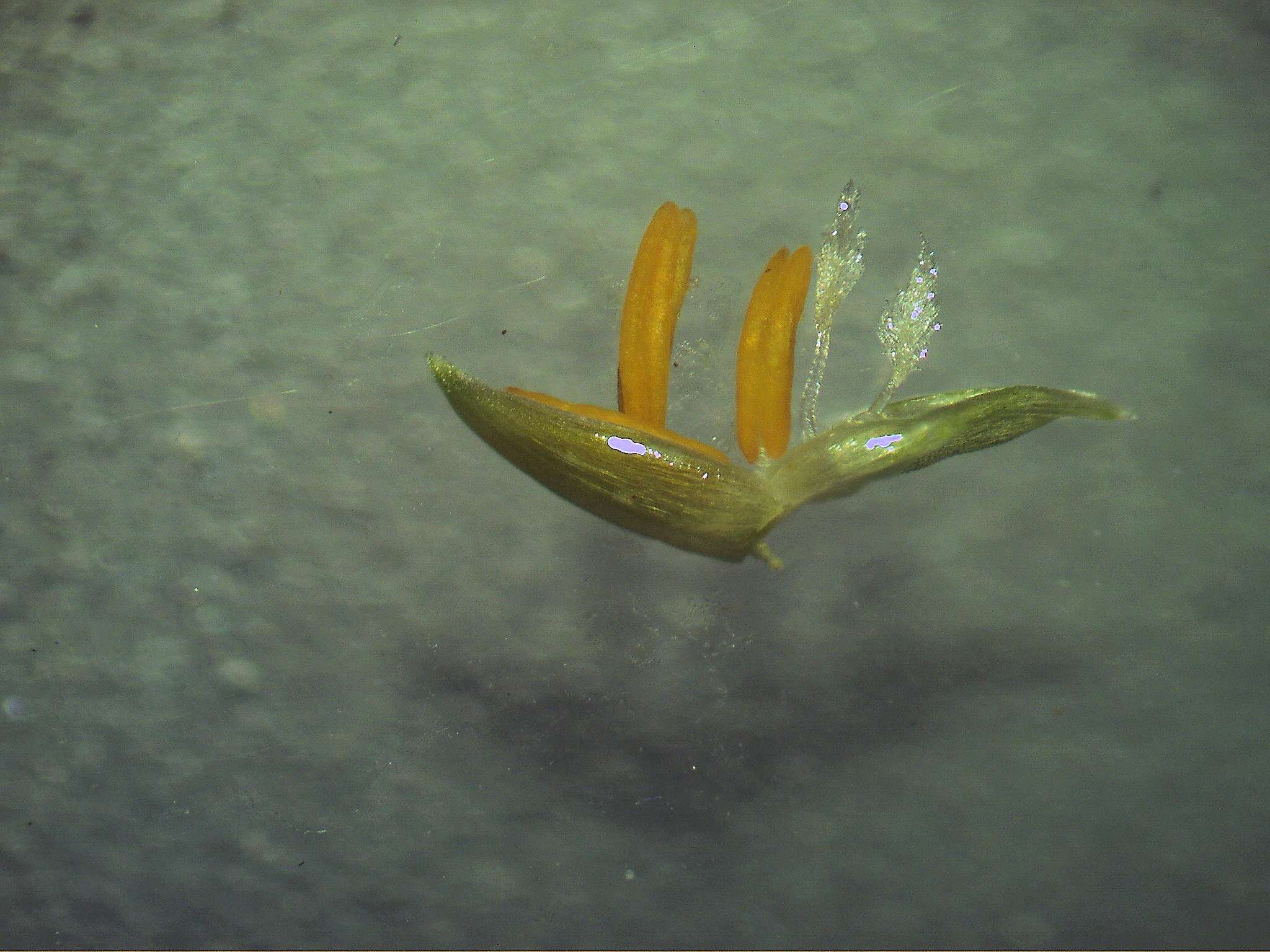 Image of bigleaf bristlegrass