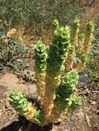 Image of moluccella