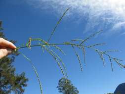 Image of bigleaf bristlegrass