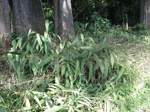 Image of bigleaf bristlegrass