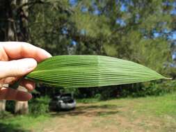 Image de Setaria palmifolia (J. Koenig) Stapf